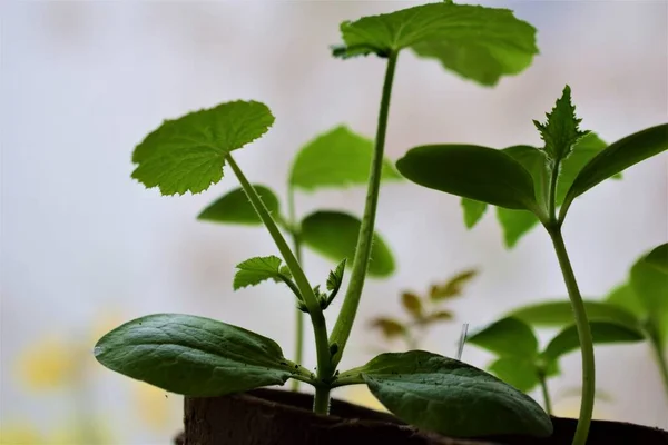A young cucumber plant as a close up — Stock Photo, Image