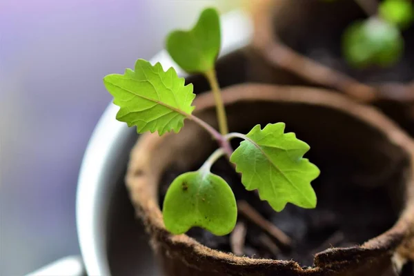 Leaves of a young cabbage plant as a close up — Stock Photo, Image