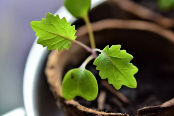 Leaves of a young cabbage plant as a close up — Stock Photo, Image