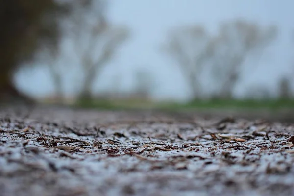 Arka planda bulanık ağaçlara karşı yerde odun parçaları olan karlı bir yol. — Stok fotoğraf