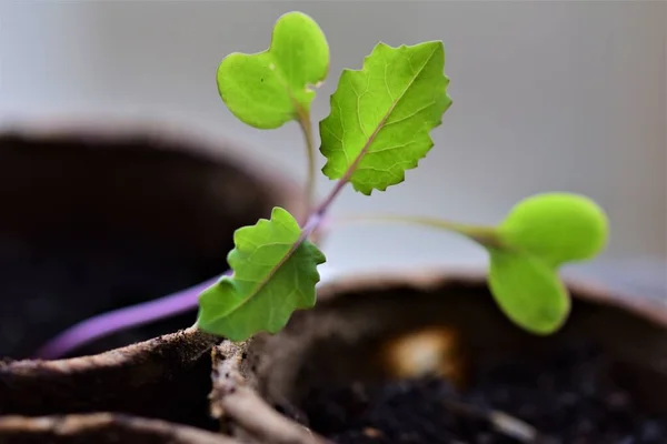 Leaves of a young cabbage plant as a close up — Stock Photo, Image