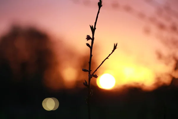 Pequena árvore de pêssego na frente de um pôr do sol — Fotografia de Stock