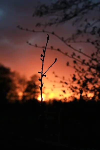 Pequena árvore de pêssego na frente de um pôr do sol — Fotografia de Stock