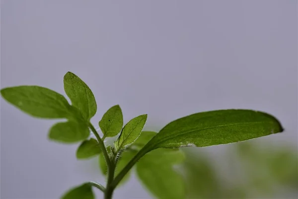Yan görünüş olarak genç domates bitkisi ve yakın çekim — Stok fotoğraf