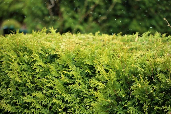 Sebe de Thuja durante a chuva e granizo contra um fundo verde — Fotografia de Stock