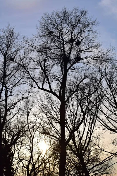 Цапли гнездятся с цаплями в верхушке деревьев — стоковое фото