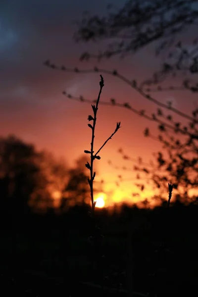 Pequena árvore de pêssego na frente de um pôr do sol — Fotografia de Stock