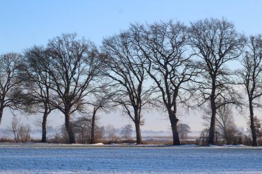Kış manzarası sisli bir sabahta bir tarla ve ağaçlarla