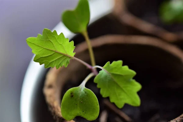 Leaves of a young cabbage plant as a close up — Stock Photo, Image