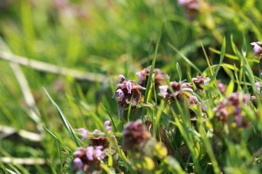 Çayırdaki otlar arasında bir çayırda kızıl sağır ısırgan otu