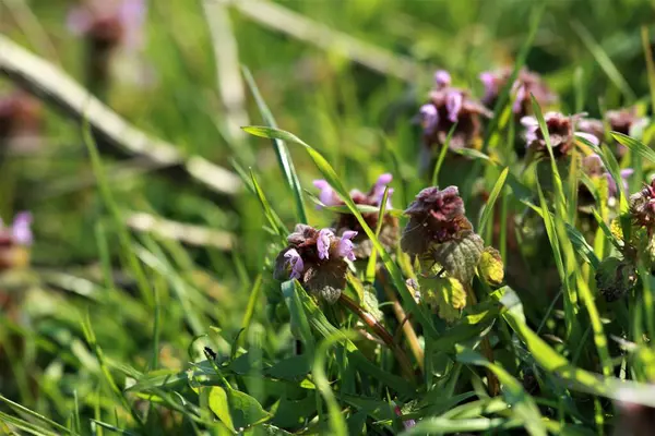 Urtiga surda vermelha em um prado entre gramas em um prado — Fotografia de Stock