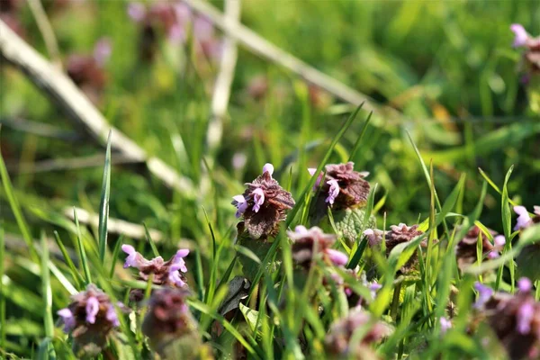 背景がぼやけて草の間の牧草地に赤い耳の聞こえないイラクサ — ストック写真