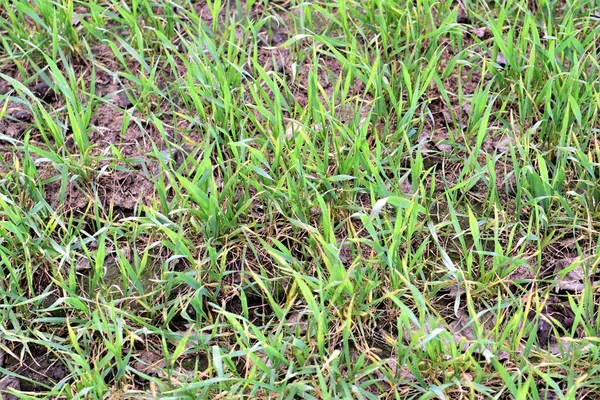 Rilievo di grano con piante giovani in primavera — Foto Stock