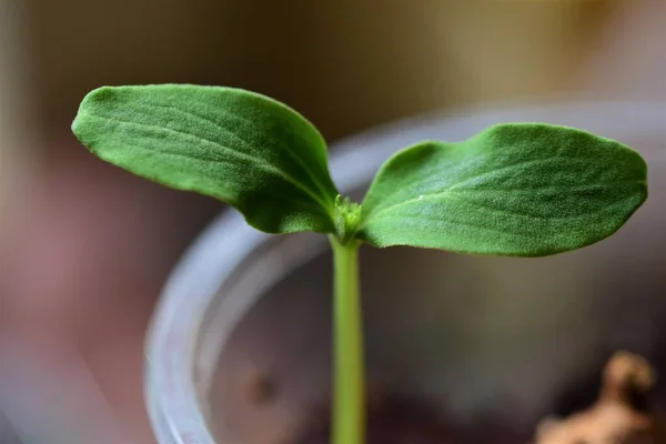 Close up of a small cucumber seedling — Stock Photo, Image