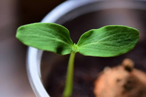 Close up of a small cucumber seedling — Stock Photo, Image