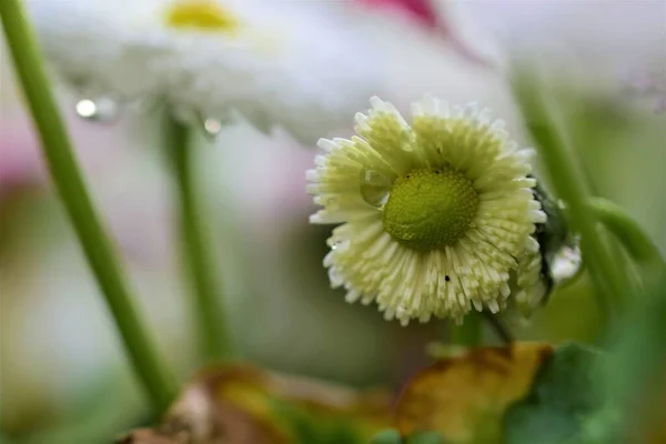 White Bellis Perennis after rain as a close up — Stock Photo, Image