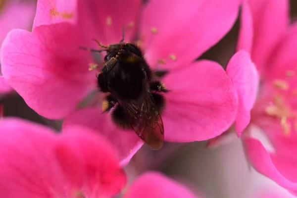 Bumblebee collecte le pollen en fleur appletree comme un gros plan — Photo