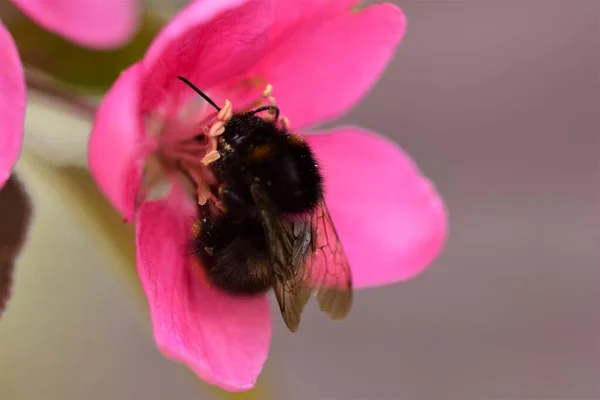 Abejorro recolectando polen en flor de manzano como primer plano — Foto de Stock