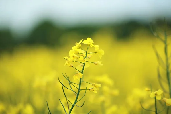 Fechar de uma flor de colza amarela contra um campo de colza — Fotografia de Stock