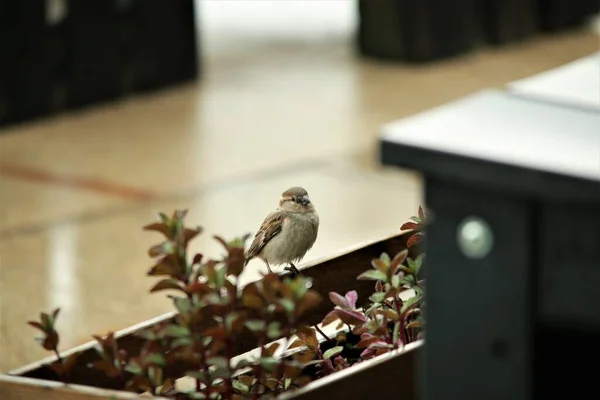 Το σπουργίτι κάθεται σε ένα κουτί με λουλούδια ανάμεσα σε ξύλινα τραπέζια ενώ βρέχει. — Φωτογραφία Αρχείου