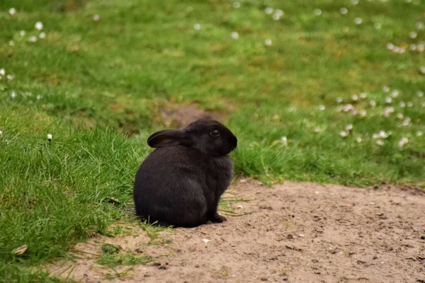 Чорний кролик сидить на піску, крім зеленого газону — стокове фото