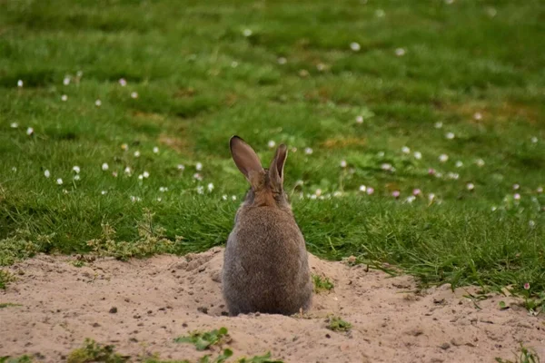 Brown rabbit sits on sand besides a green lawn — Stock Photo, Image