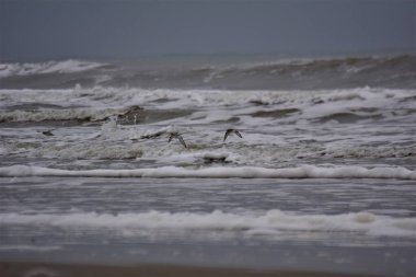 Bulutlu bir günde Kuzey Denizi sahilinde sörf yapmak