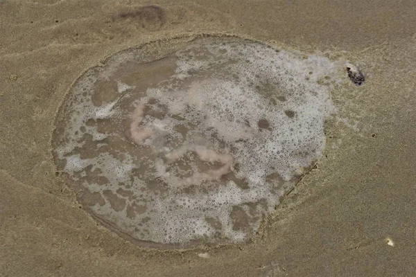 Close up of a jellyfish on the beach — Stock Photo, Image