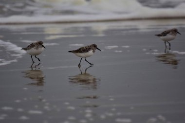 Calidris Alba - Sanderling - Sahilde göçmen kuşlar