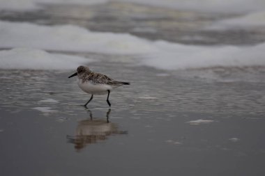 Calidris Alba - Sanderling - Sahildeki göçmen kuş