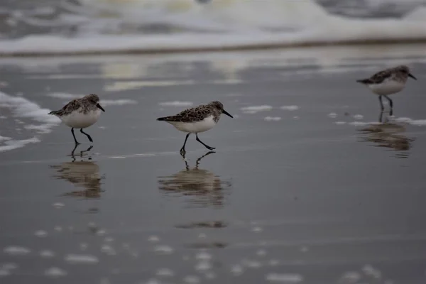 Calidris alba - Sanderling - oiseaux migrateurs à la plage — Photo