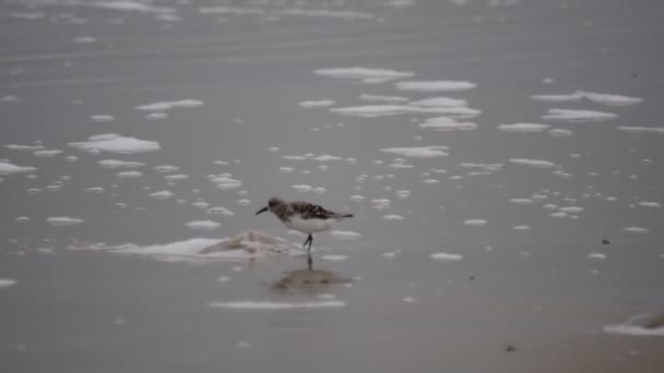 Calidris alba - Homoki homok a strandon szedés egy medúza — Stock videók