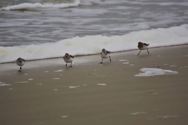 Calidris alba - Sanderling - Zugvögel am Strand — Stockfoto