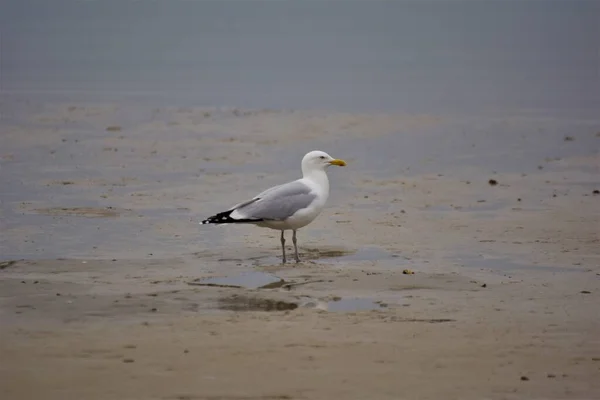 一只海鸥正坐在海滩上 — 图库照片