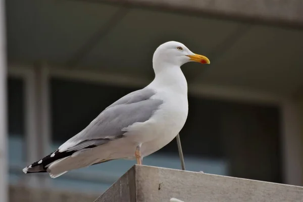 Uma gaivota sentada em frente a uma janela — Fotografia de Stock