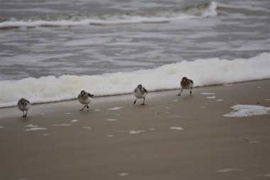 Calidris Alba - Sanderling - Sahilde göçmen kuşlar