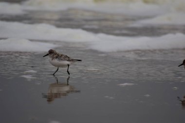 Calidris Alba - Sanderling - Sahilde göçmen kuşlar