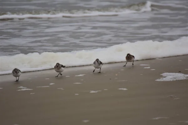 Calidris alba - Sanderling - μεταναστευτικά πουλιά στην παραλία — Φωτογραφία Αρχείου