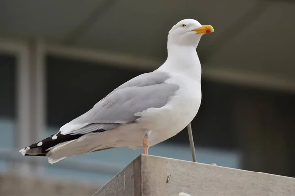 Une mouette assise devant une fenêtre — Photo