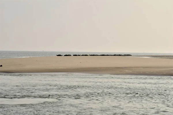 Tätningar på en sandbank omgiven av havet en dimmig dag — Stockfoto