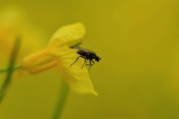 Mosca negra en una flor de colza amarilla como un primer plano —  Fotos de Stock