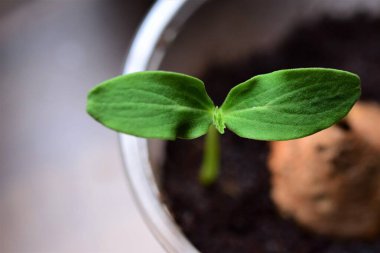 Küçük bir salatalık fidanına yaklaş.