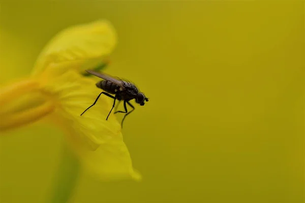 노랑 유채 꽃 위를 날고 있는 검은 파리를 가까이 서 본 모습 — 스톡 사진