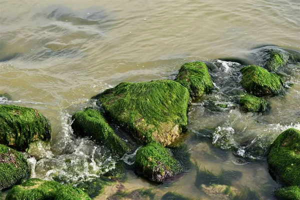 Piedras cubiertas de algas en las aguas poco profundas de la playa — Foto de Stock