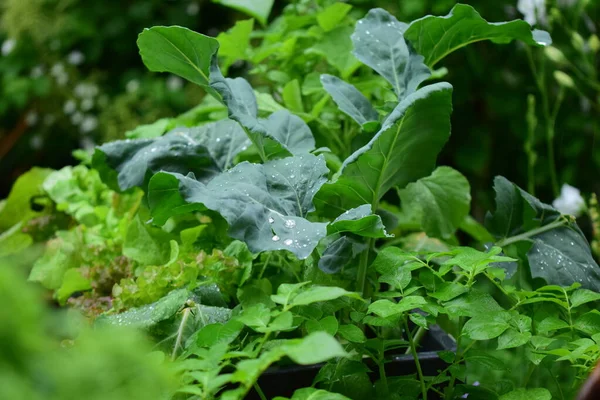 Verduras verdes mixtas en la lluvia —  Fotos de Stock