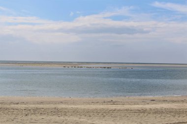 Güneşli bir günde, kumsalda ve suda foklar.