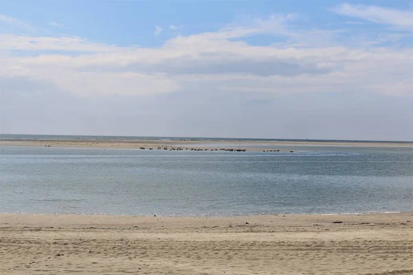 Tätningar på en sandbank och i vattnet en solig dag — Stockfoto