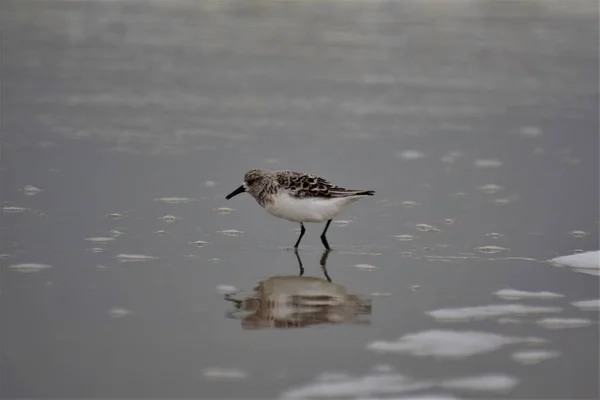 Calidris alba - Sanderling - migratory bird standing in flat water — Photo