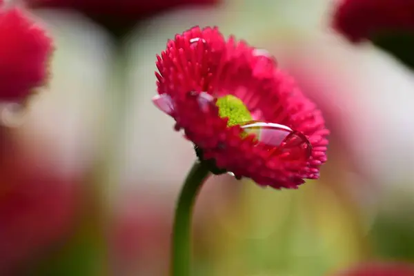 Rosa Bellis Perennis después de la lluvia como un primer plano — Foto de Stock