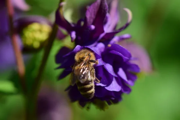 Primer plano de una abeja melífera sobre una flor púrpura — Foto de Stock